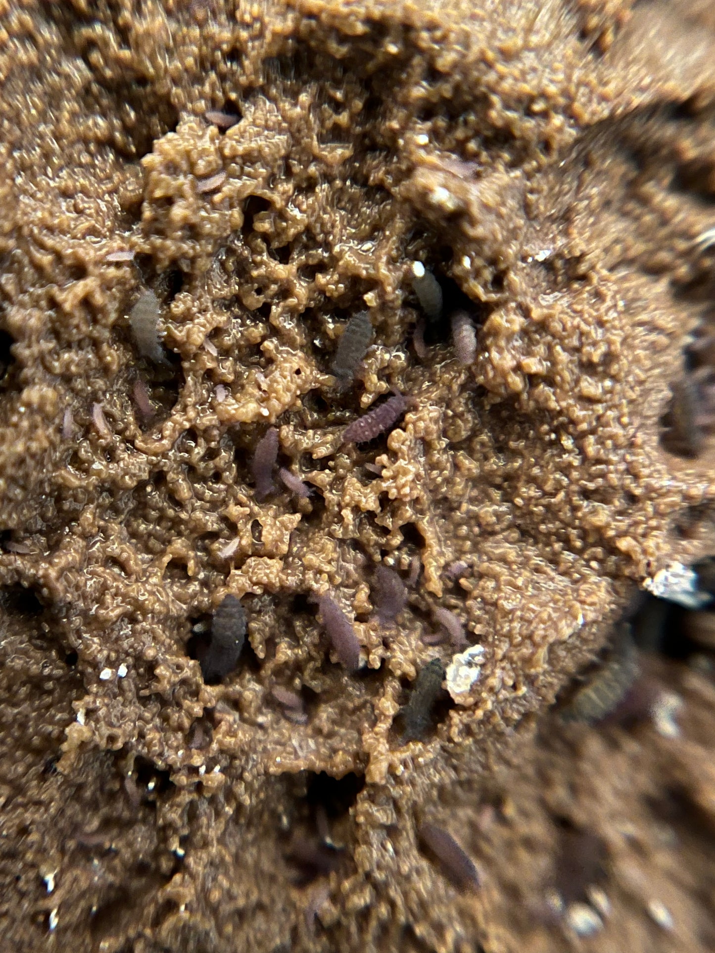 Isopod and Springtail Bundle, Cubaris Sp. Panda Kings and Lilac Springtails Ceratophysella sp. Rare Springtail Species