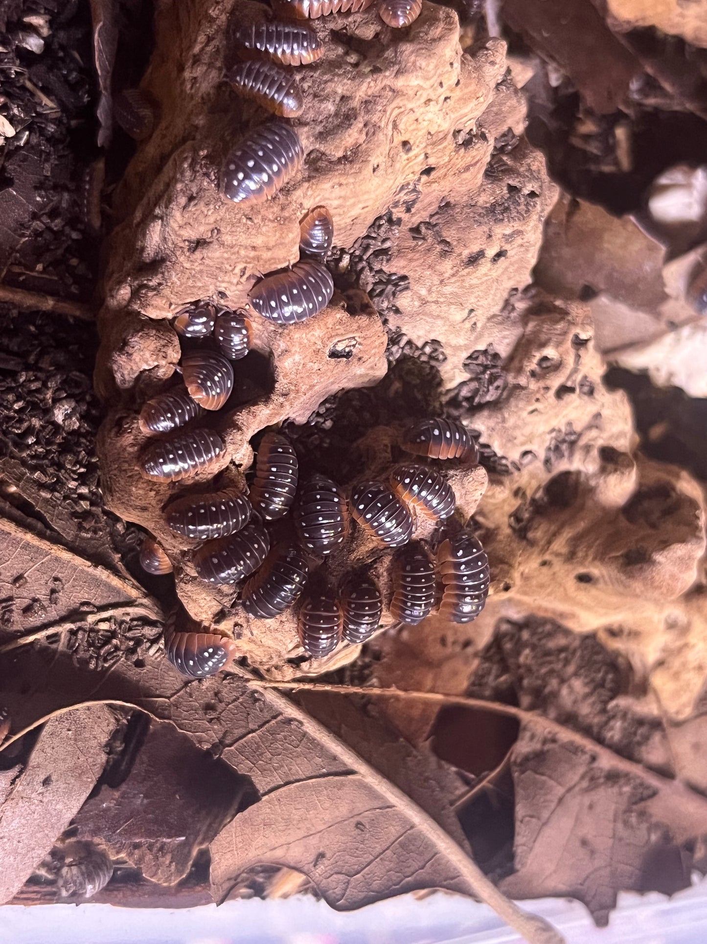 Armadillidium Klugii Clown Isopod