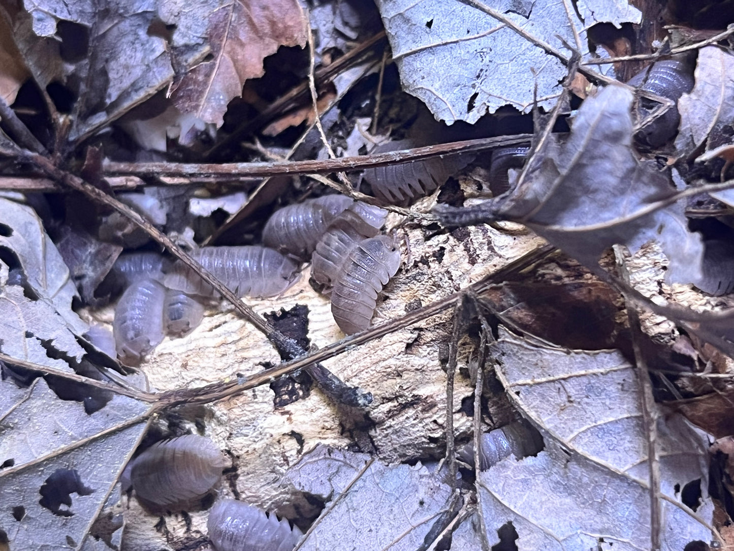 Armadilidium Scaberrimum Sandstone Isopods