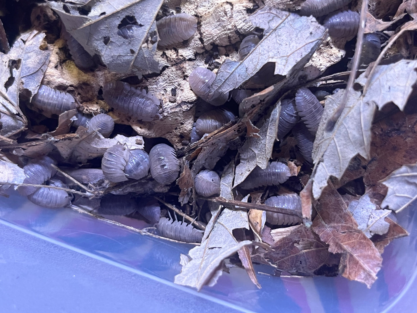 Armadilidium Scaberrimum Sandstone Isopods