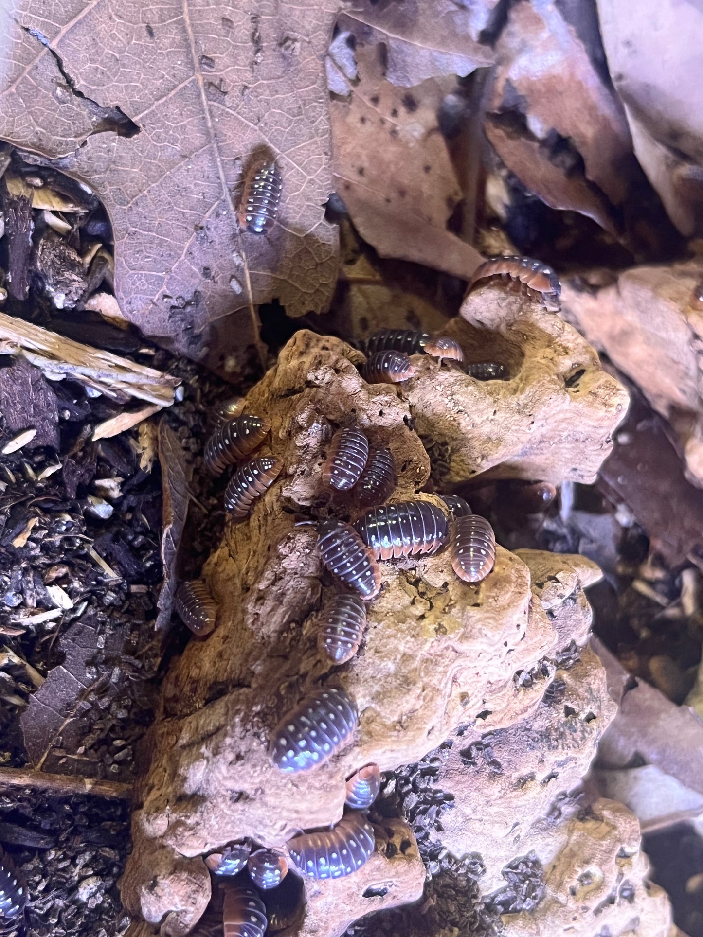 Armadillidium Klugii Clown Isopod