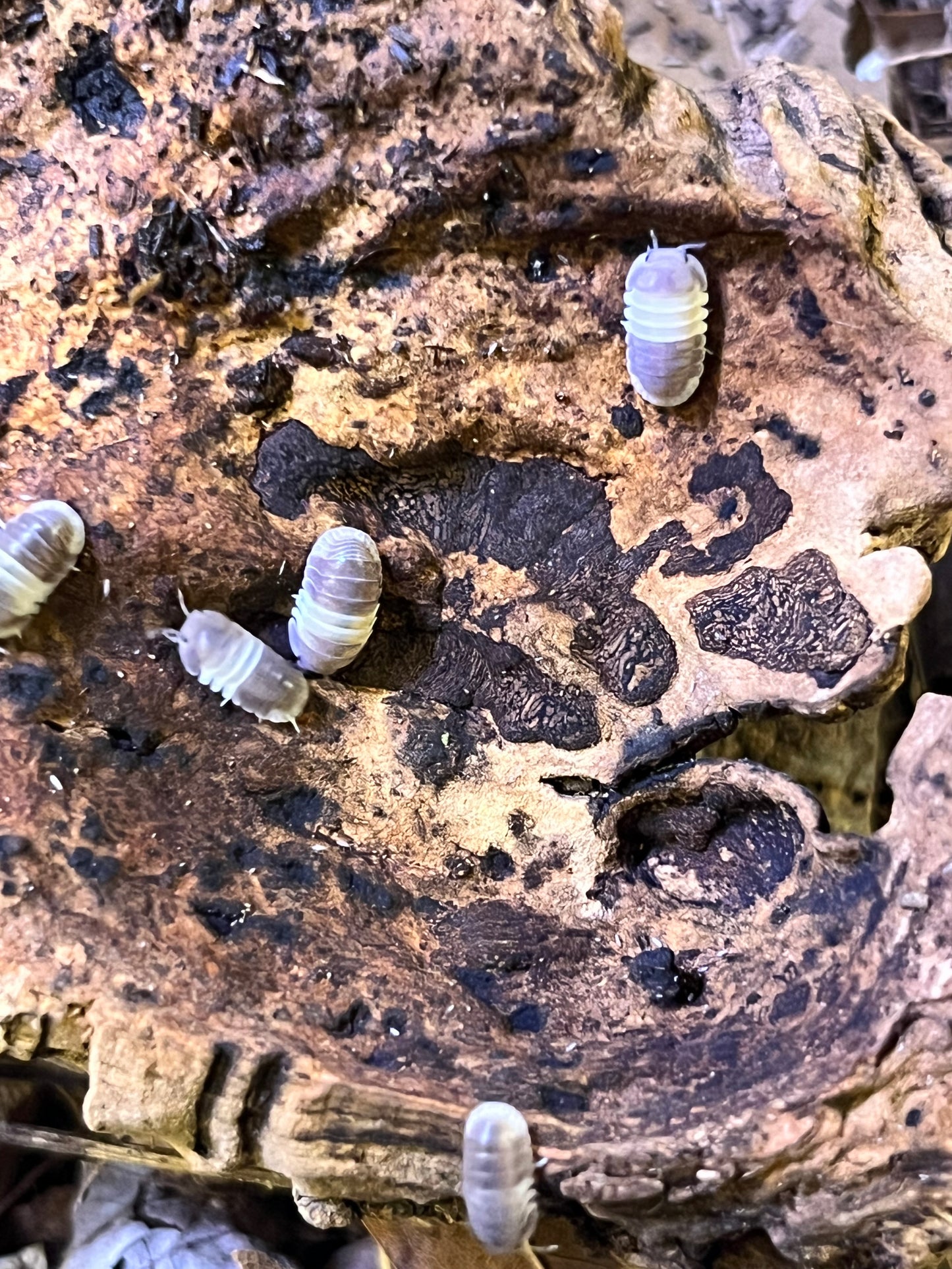 Isopod and Springtail Bundle, Cubaris Sp. Panda Kings and Lilac Springtails Ceratophysella sp. Rare Springtail Species