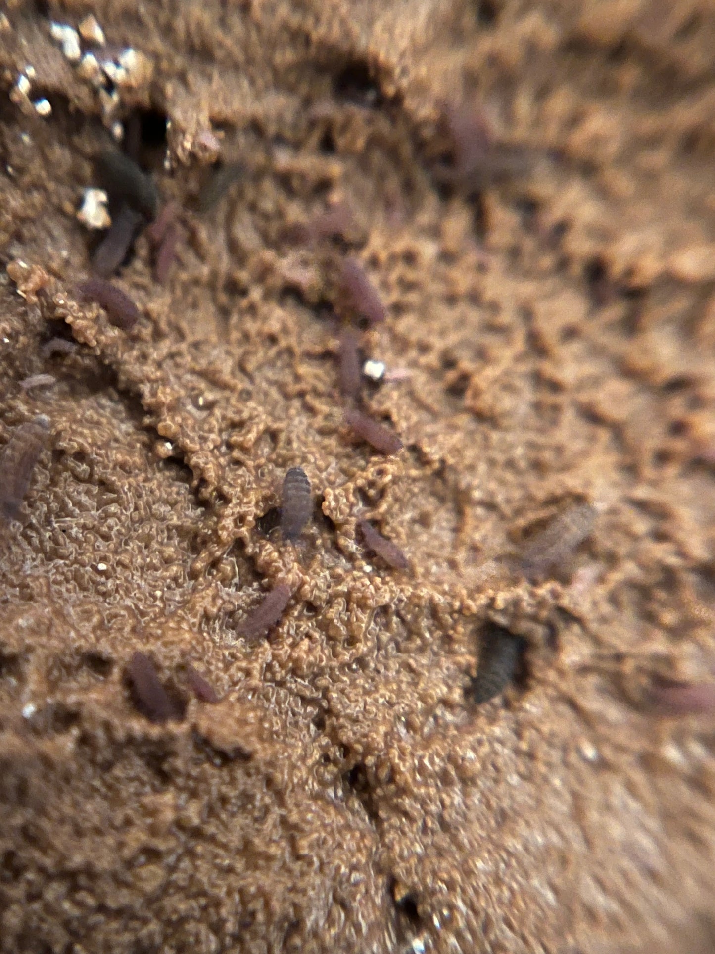 Isopod and Springtail Bundle, Cubaris Sp. Panda Kings and Lilac Springtails Ceratophysella sp. Rare Springtail Species