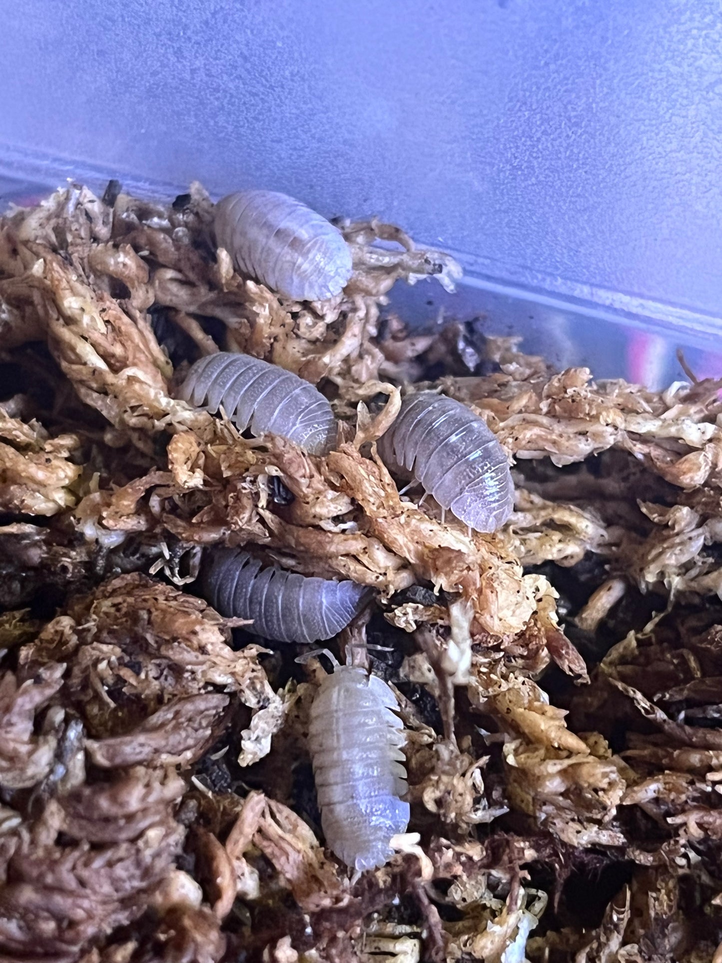 Armadilidium Scaberrimum Sandstone Isopods