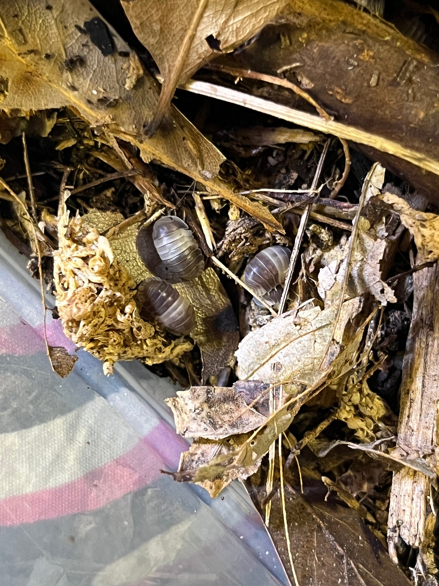 Isopod and Springtail Bundle, Cubaris Sp. Panda Kings and Lilac Springtails Ceratophysella sp. Rare Springtail Species