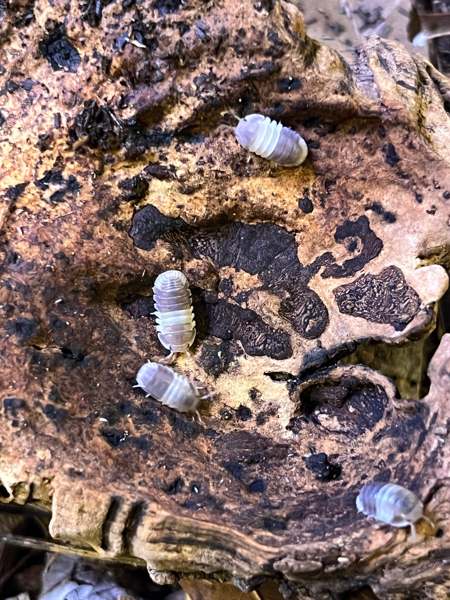 Isopod and Springtail Bundle, Cubaris Sp. Panda Kings and Lilac Springtails Ceratophysella sp. Rare Springtail Species