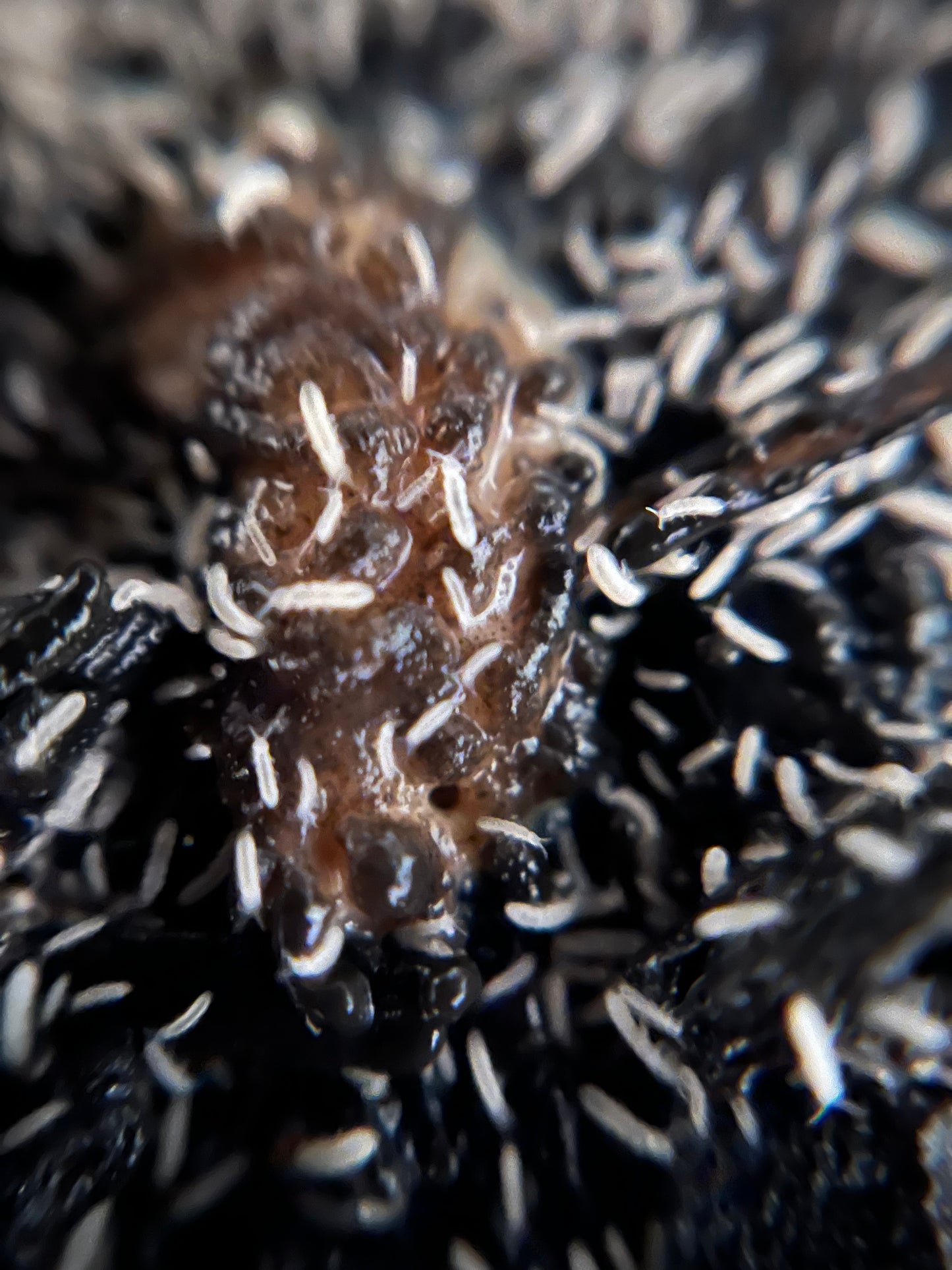 Tropical White Springtails