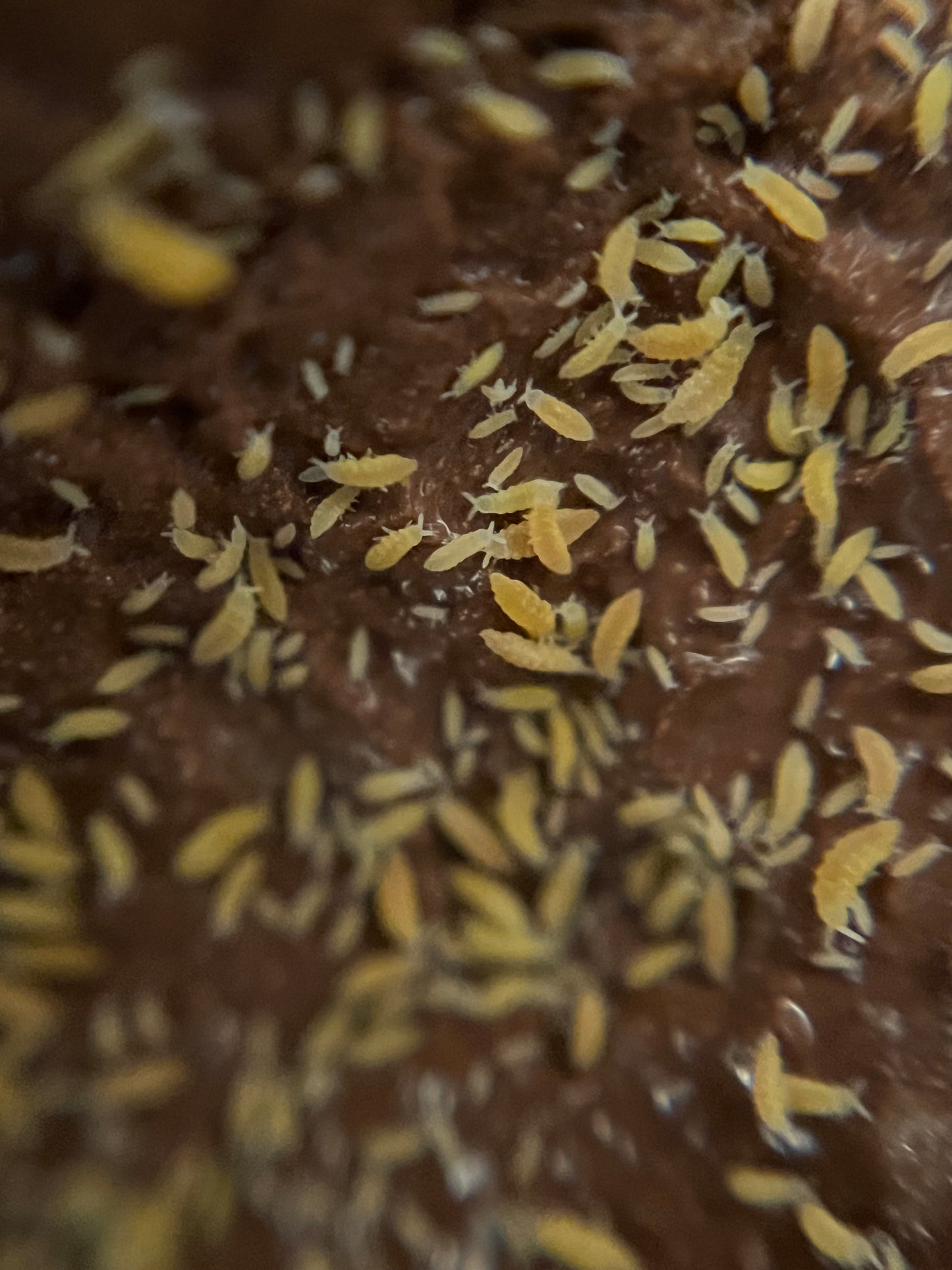 Yellow Albino Springtails Ceratophysella sp. Rare Springtail Species