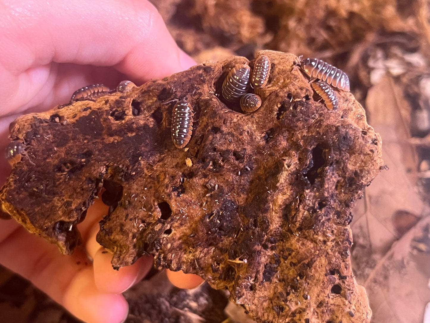 Armadillidium Klugii Clown Isopod