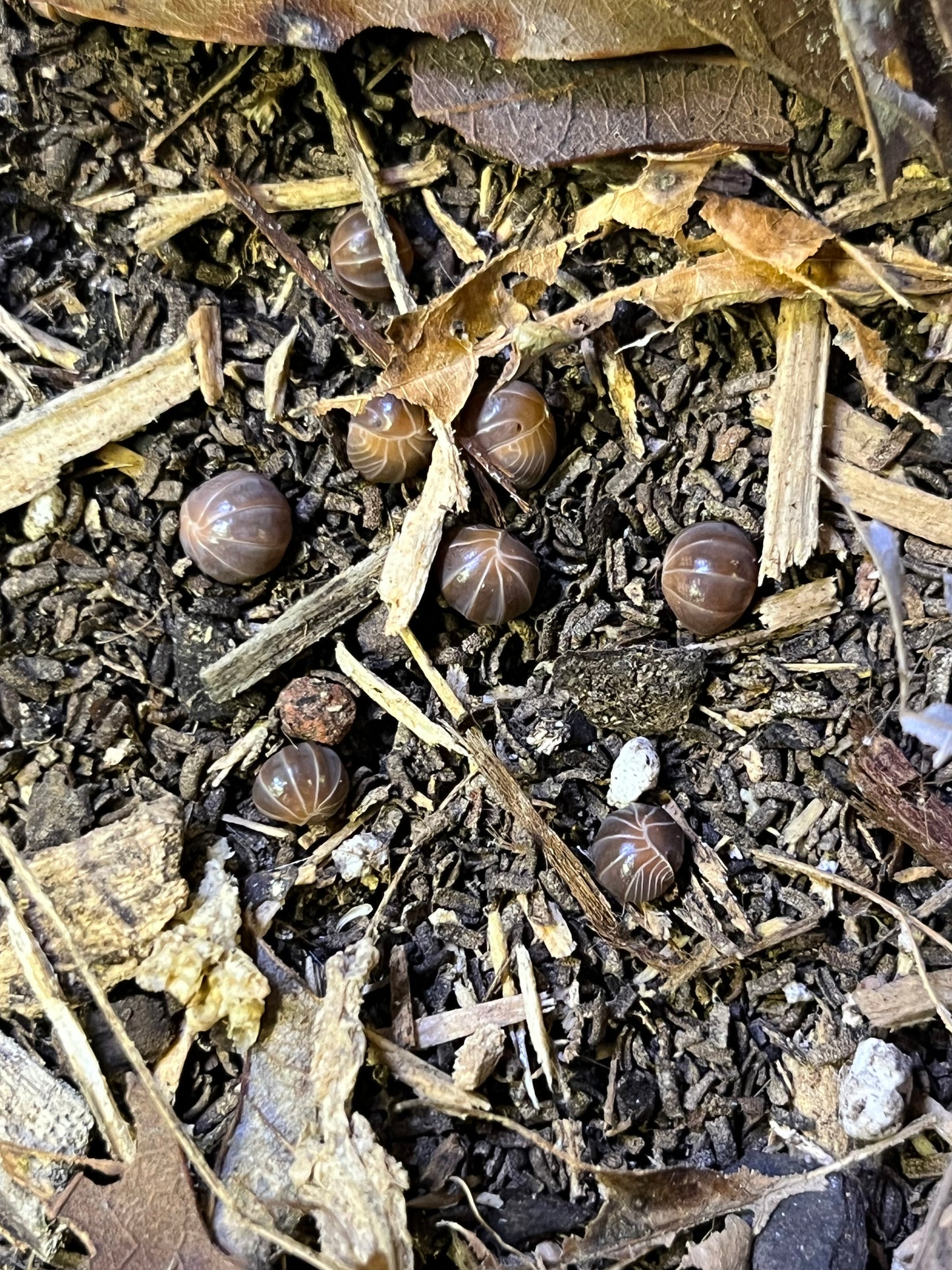 Armadillo Officinalis Orange Crush / Orange Hisser Isopods