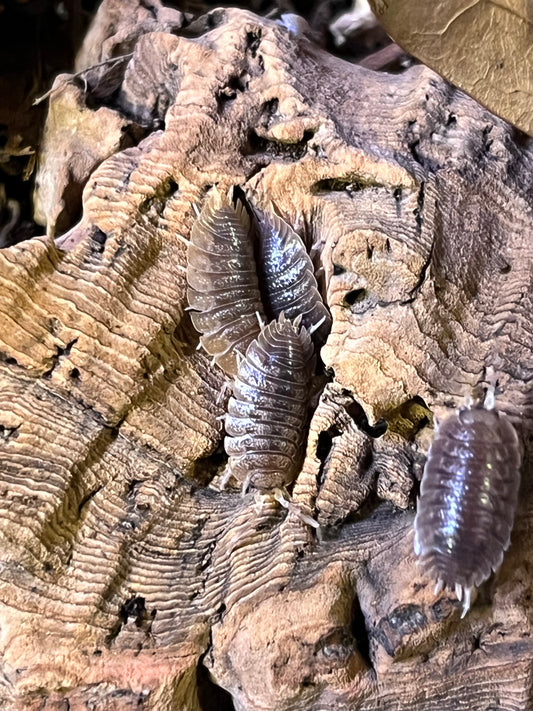 Porcellio Dilatatus Giant Canyon Isopods