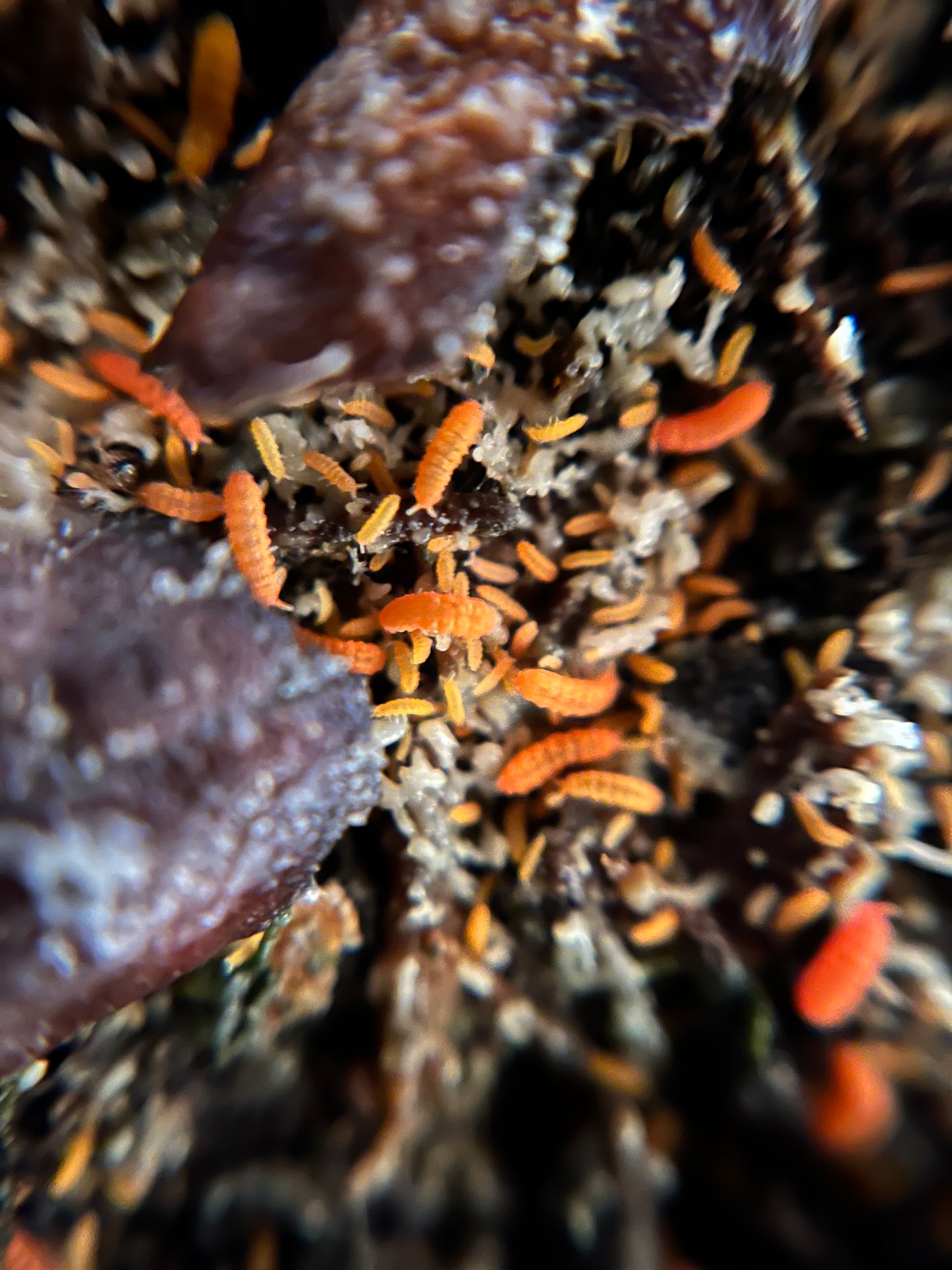 Orange Springtails Yuukianura Aphoruroides Rare Springtail Species