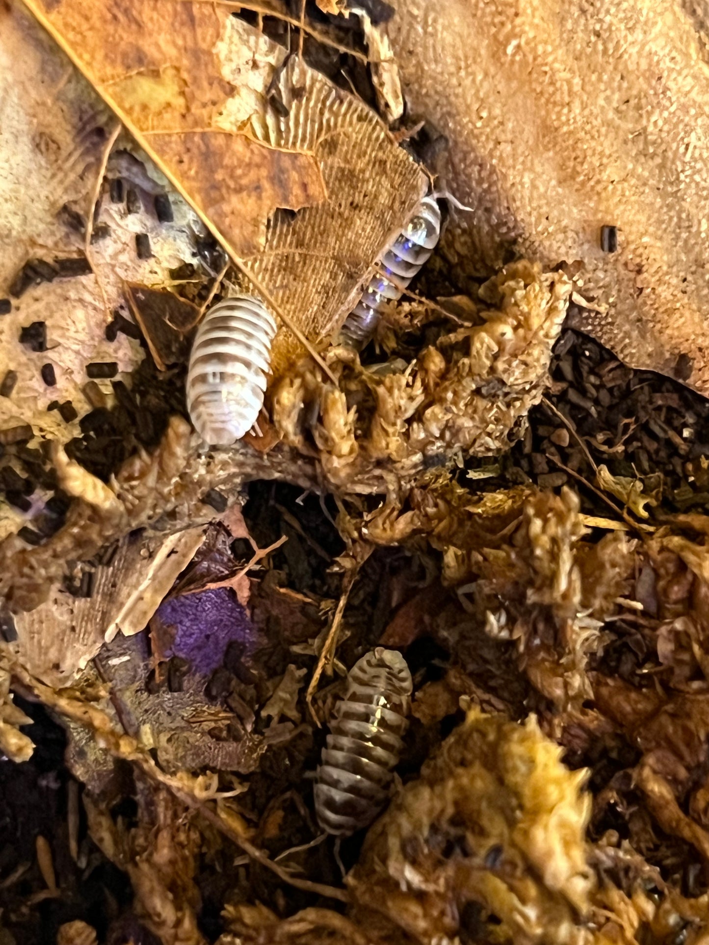 Armadillidium Maculatum High White Zebra Isopods