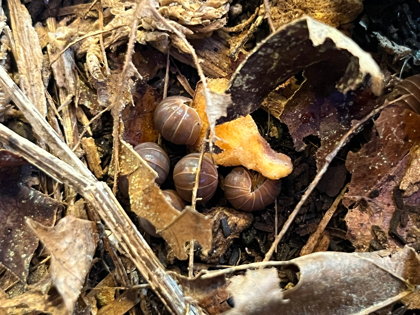 Armadillo Officinalis Orange Crush / Orange Hisser Isopods