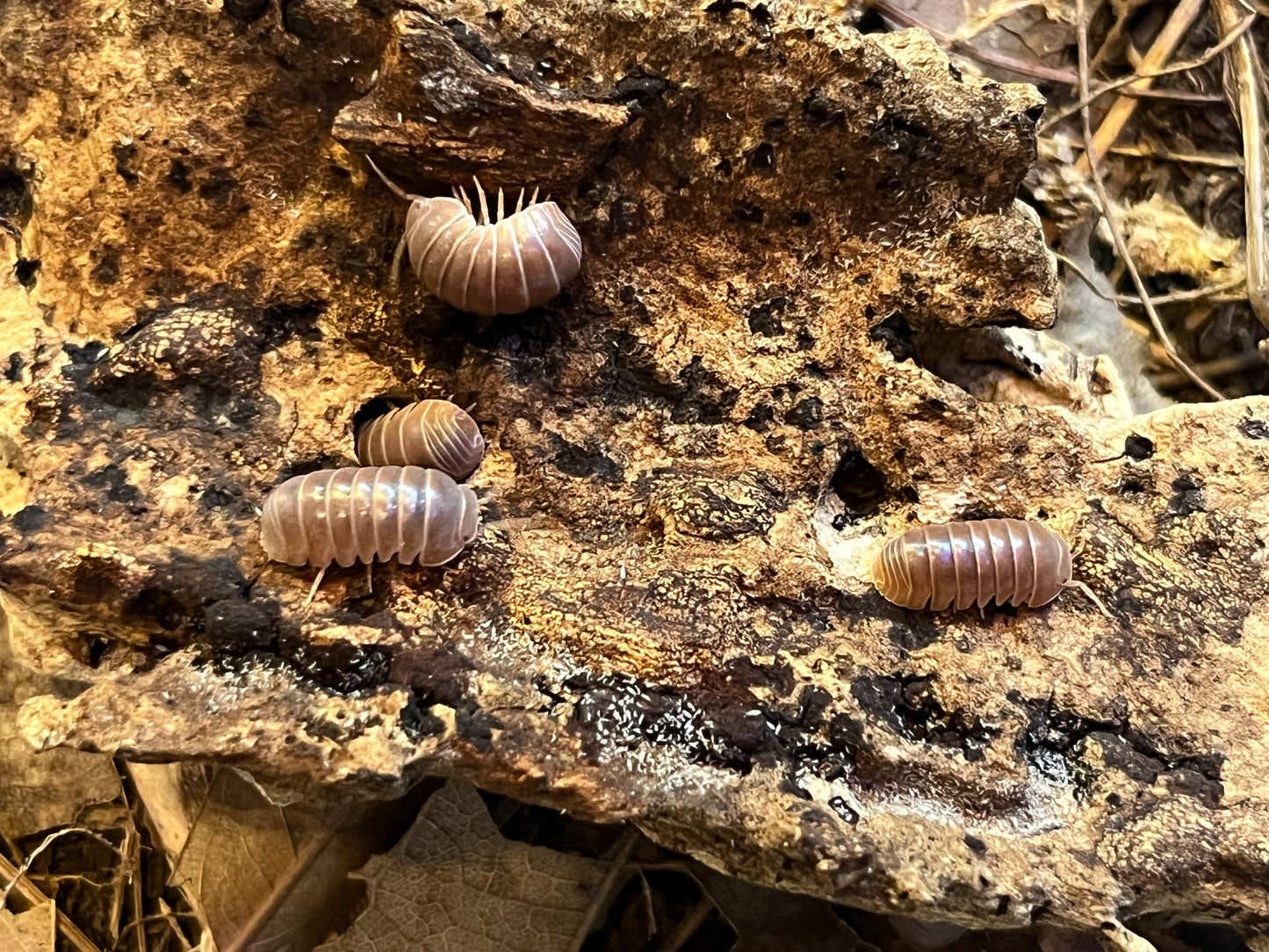 Armadillo Officinalis Orange Crush / Orange Hisser Isopods