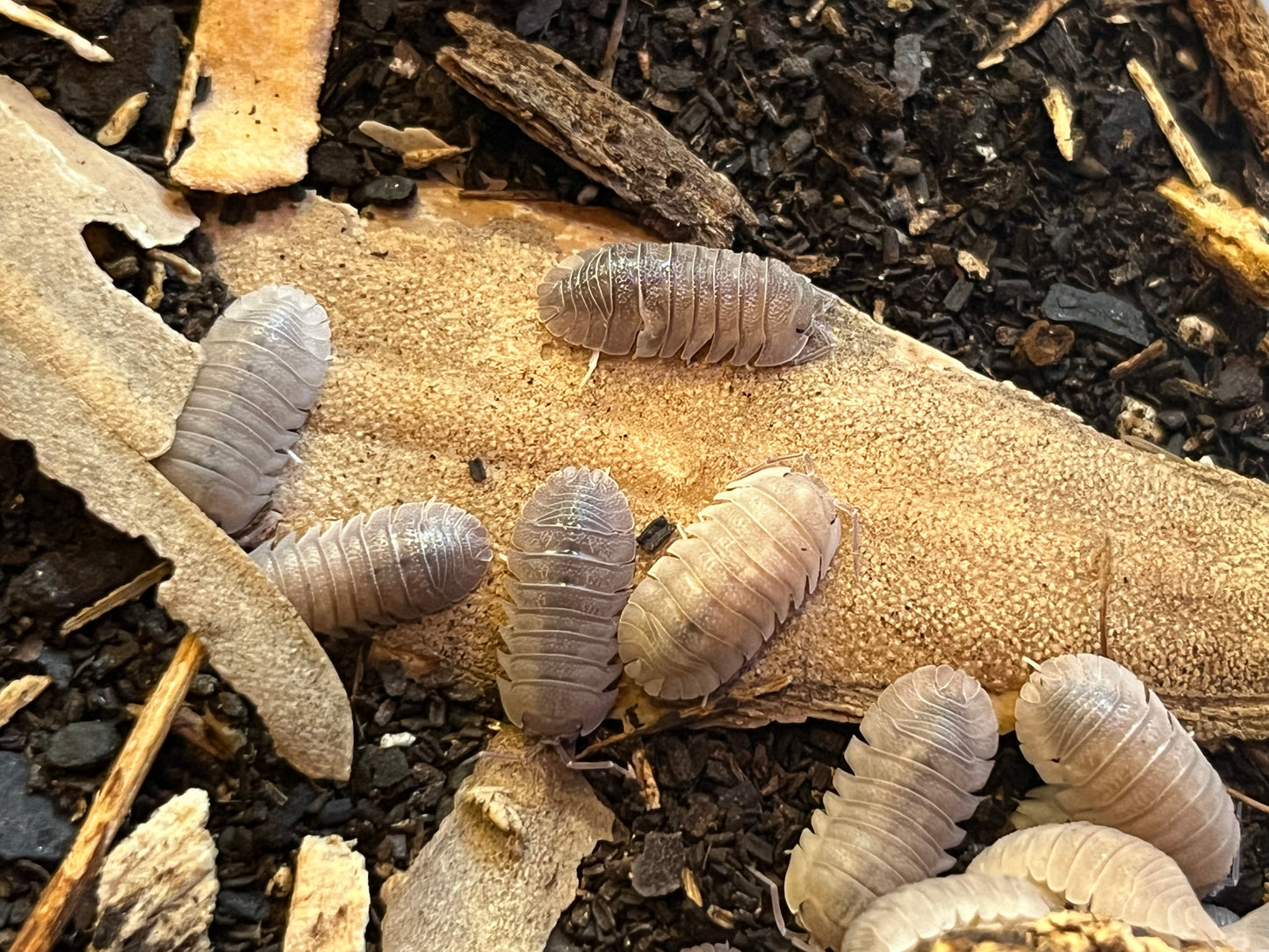 Armadilidium Scaberrimum Sandstone Isopods