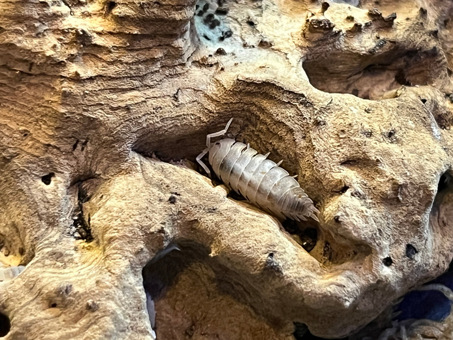 Porcellio Scaber Orange Dalmation