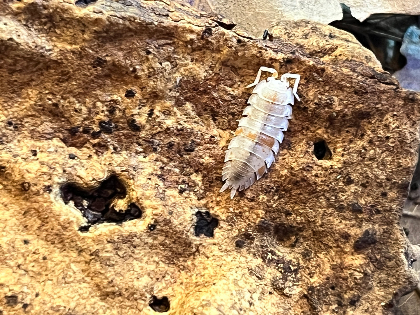 Porcellio Scaber Orange Dalmation