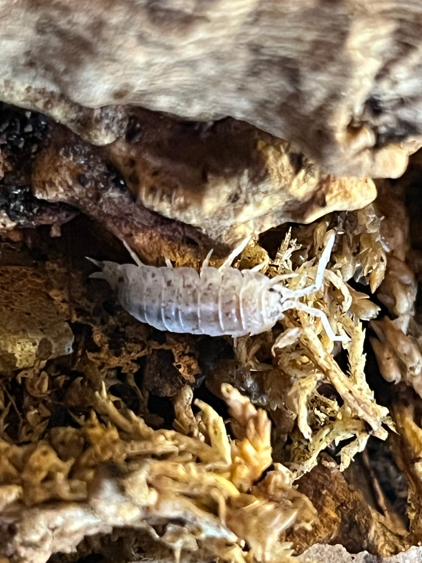 Porcellio Scaber Mixed Dalmation