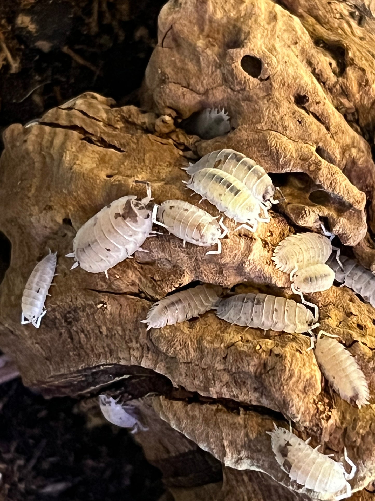 Porcellio Scaber Mixed Dalmation