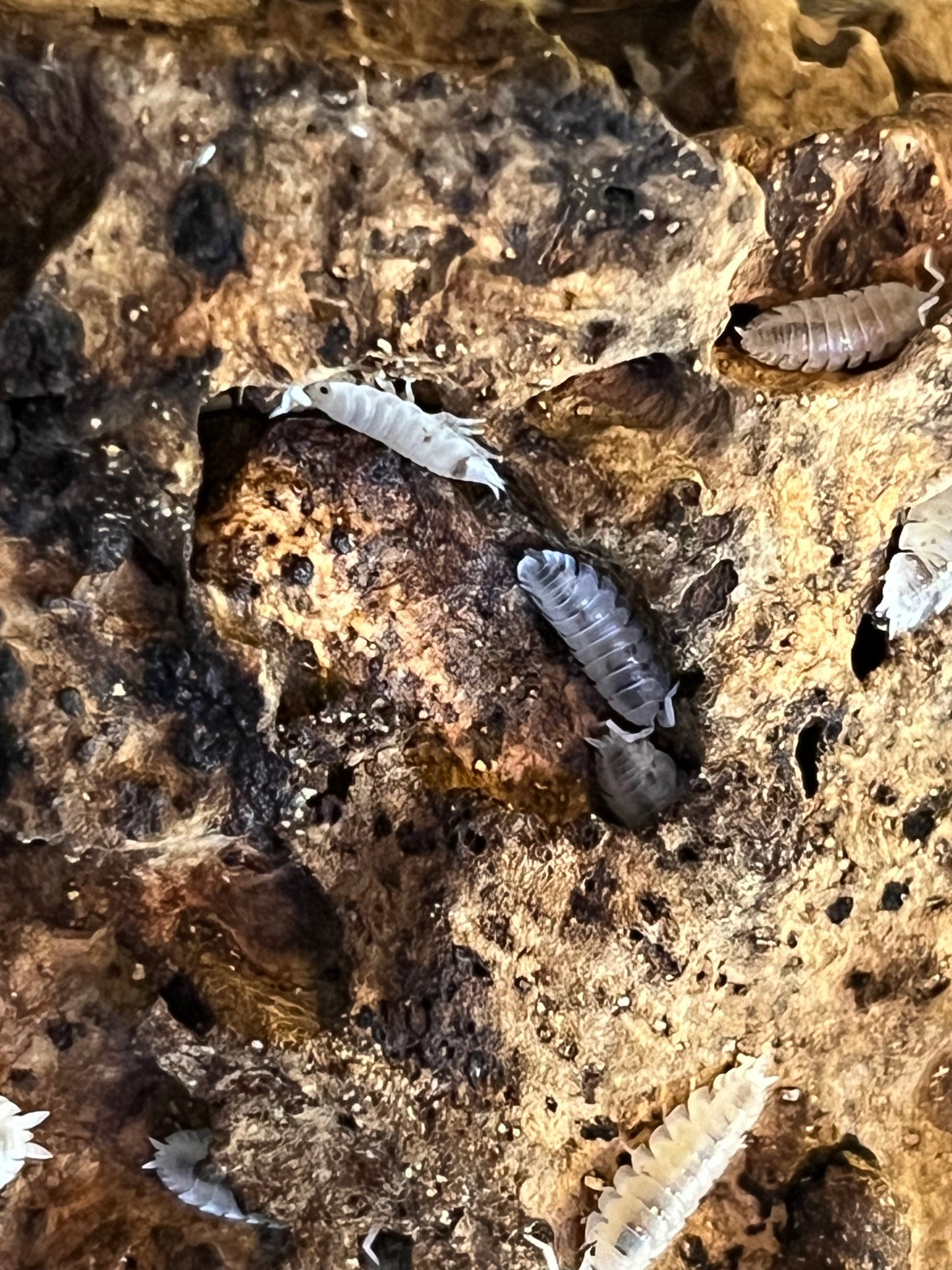 Porcellio Scaber Mixed Dalmation