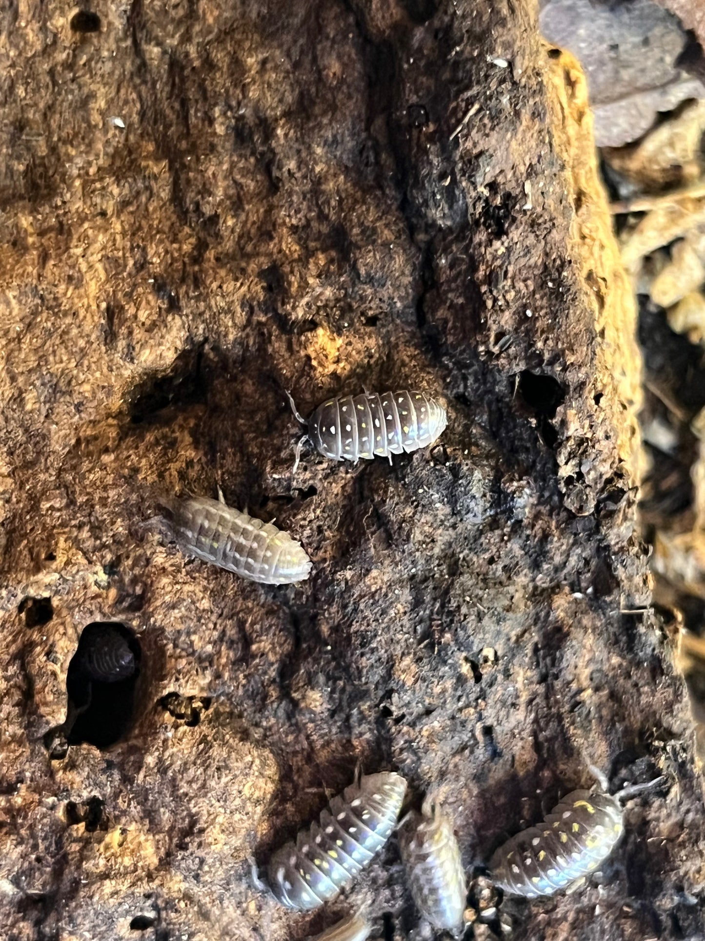 Armadilllidium Frontetriangulum Corfu