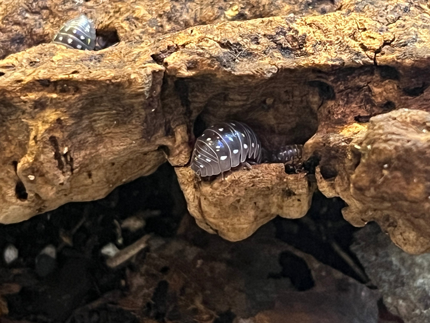 Armadilllidium Frontetriangulum Corfu