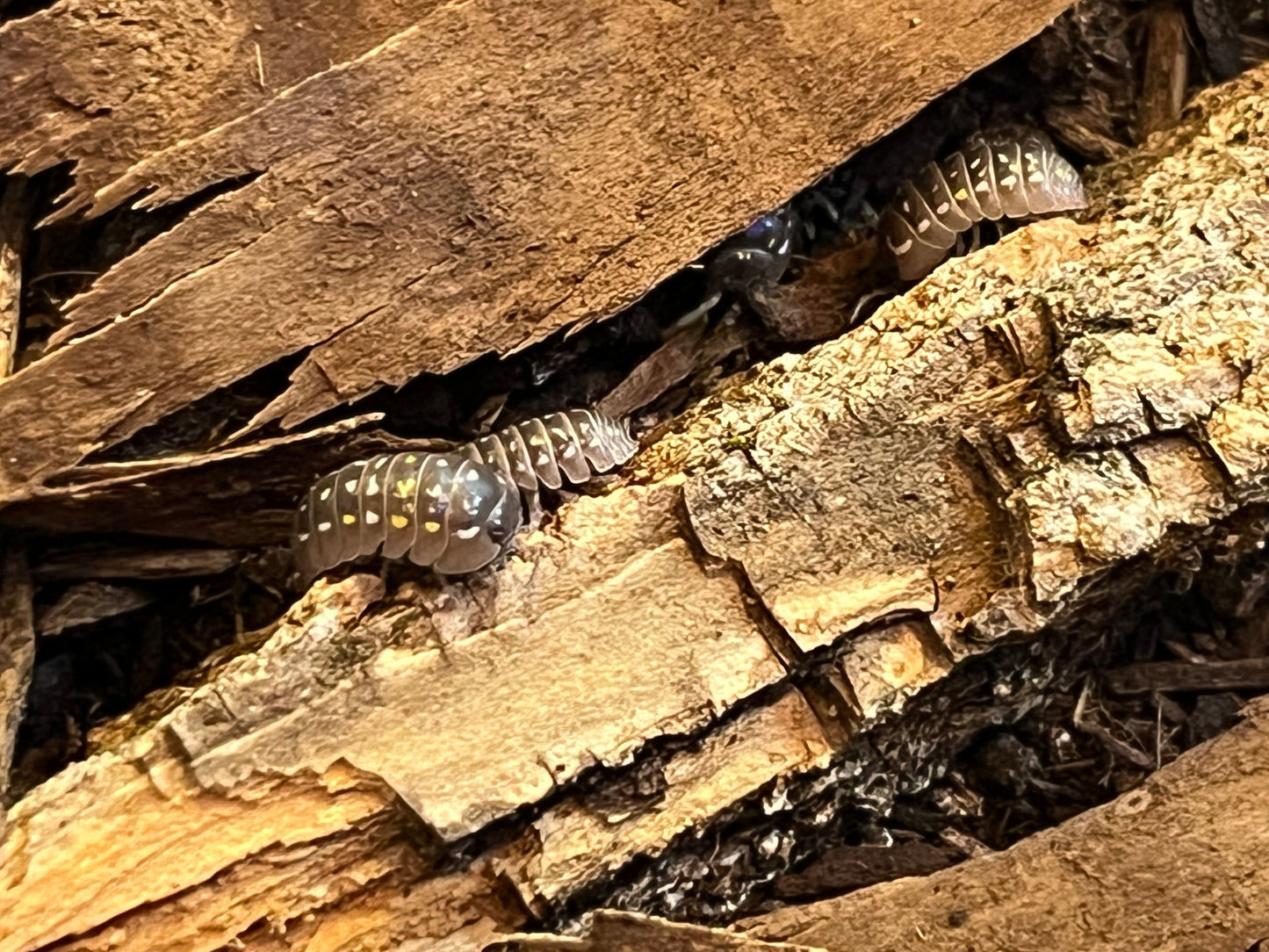 Armadilllidium Frontetriangulum Corfu