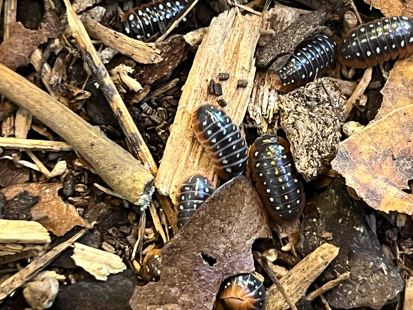 Armadillidium Klugii Clown Isopod