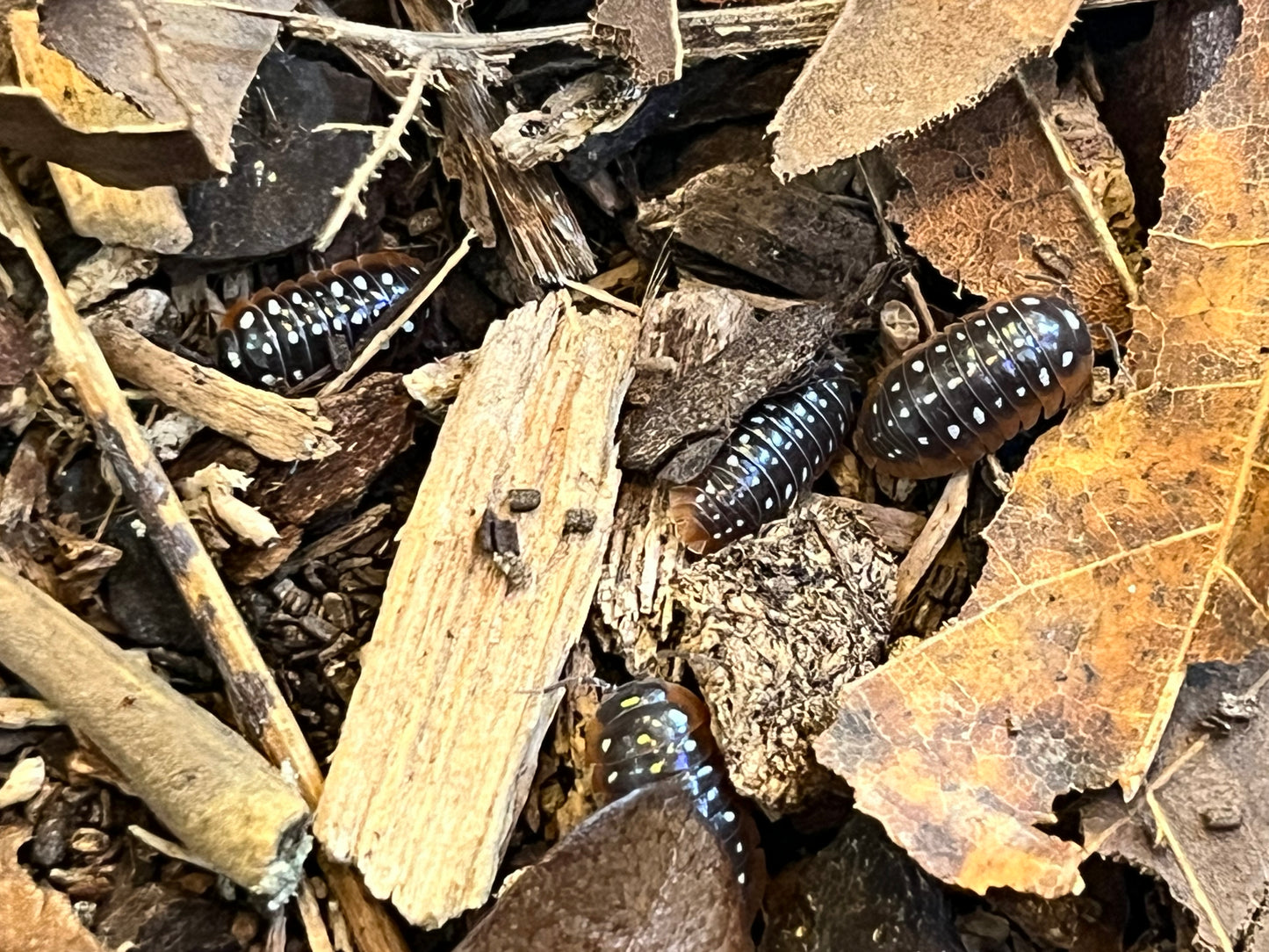 Armadillidium Klugii Clown Isopod