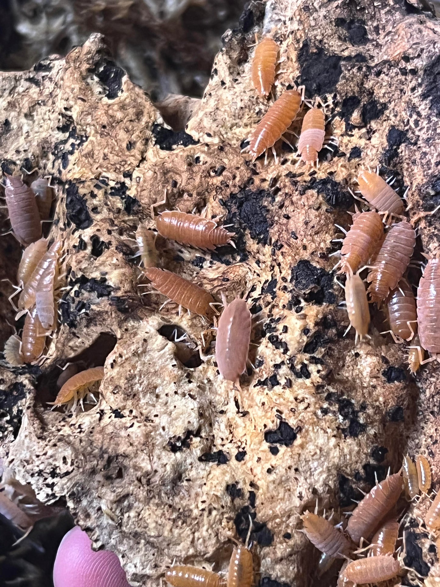 Porcellionides Pruinosus Powder Orange