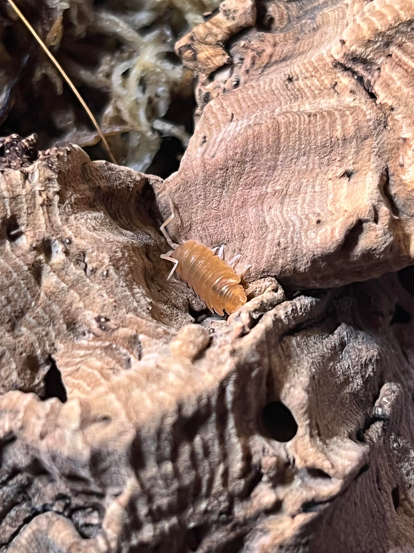 Porcellionides Pruinosus Powder Orange